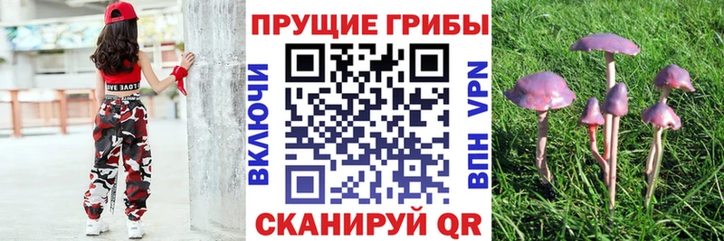 Галлюциногенные грибы ЛСД ссылка на мегу как войти Кузнецк darknet состав где купить наркоту